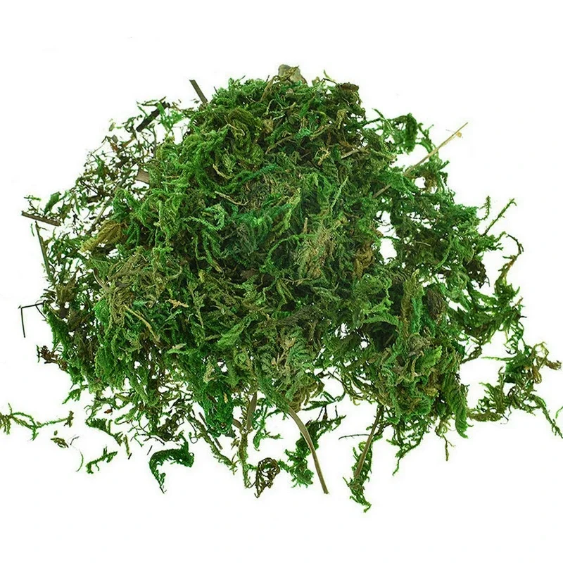 Sphagnum Moss Dry - 800G suchy prawdziwy zielony mech rośliny