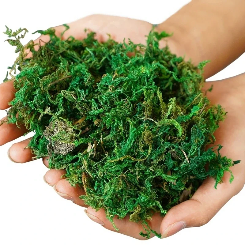 800G suchy prawdziwy zielony m – Sphagnum Moss Dry recenzja i cena