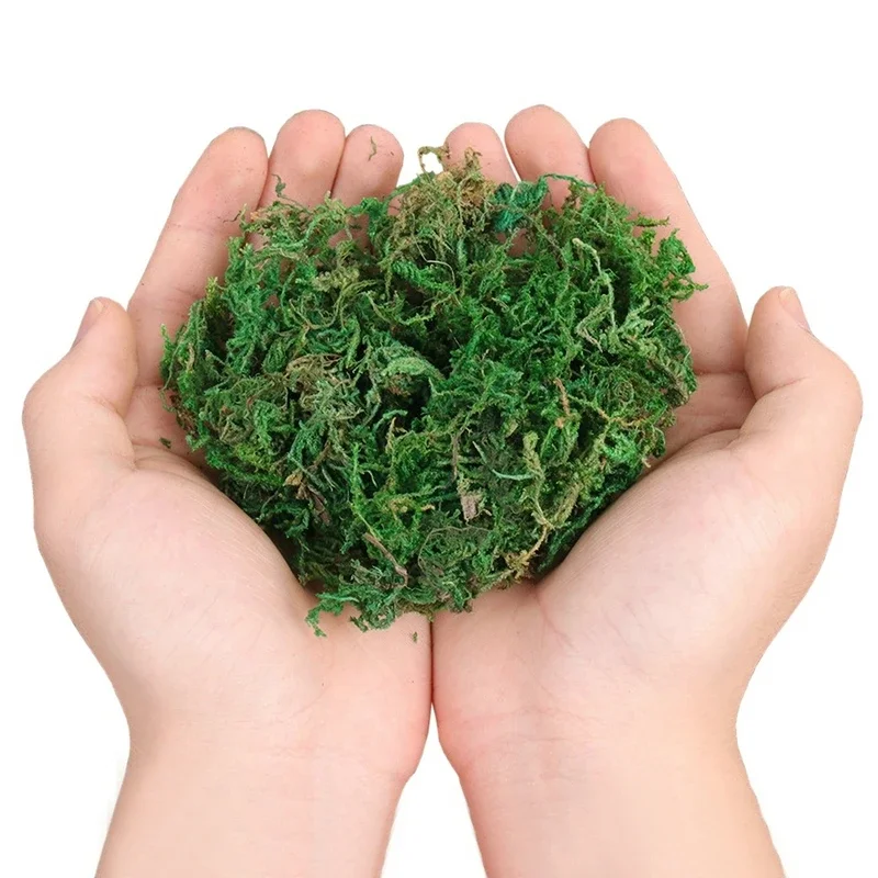 800G suchy prawdziwy zielony m – Sphagnum Moss Dry recenzja i cena