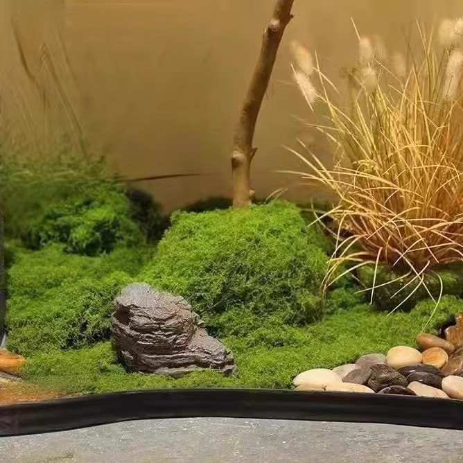 200g Mech Wiecznego Życia DIY  – Sphagnum Moss Dry recenzja i cena