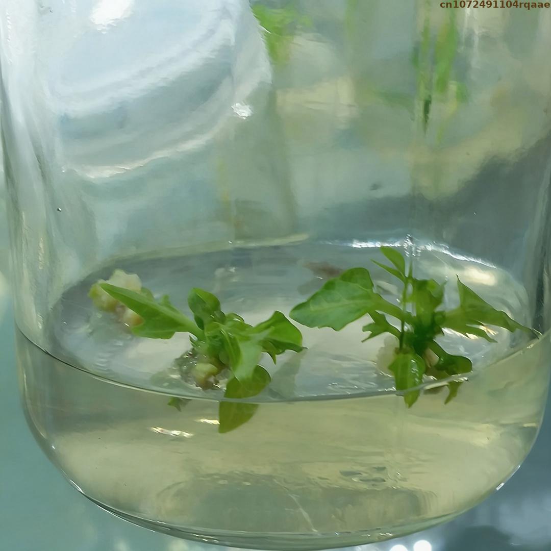 Wysokiej jakości agar w proszk – Agar Tissue Culture recenzja i cena