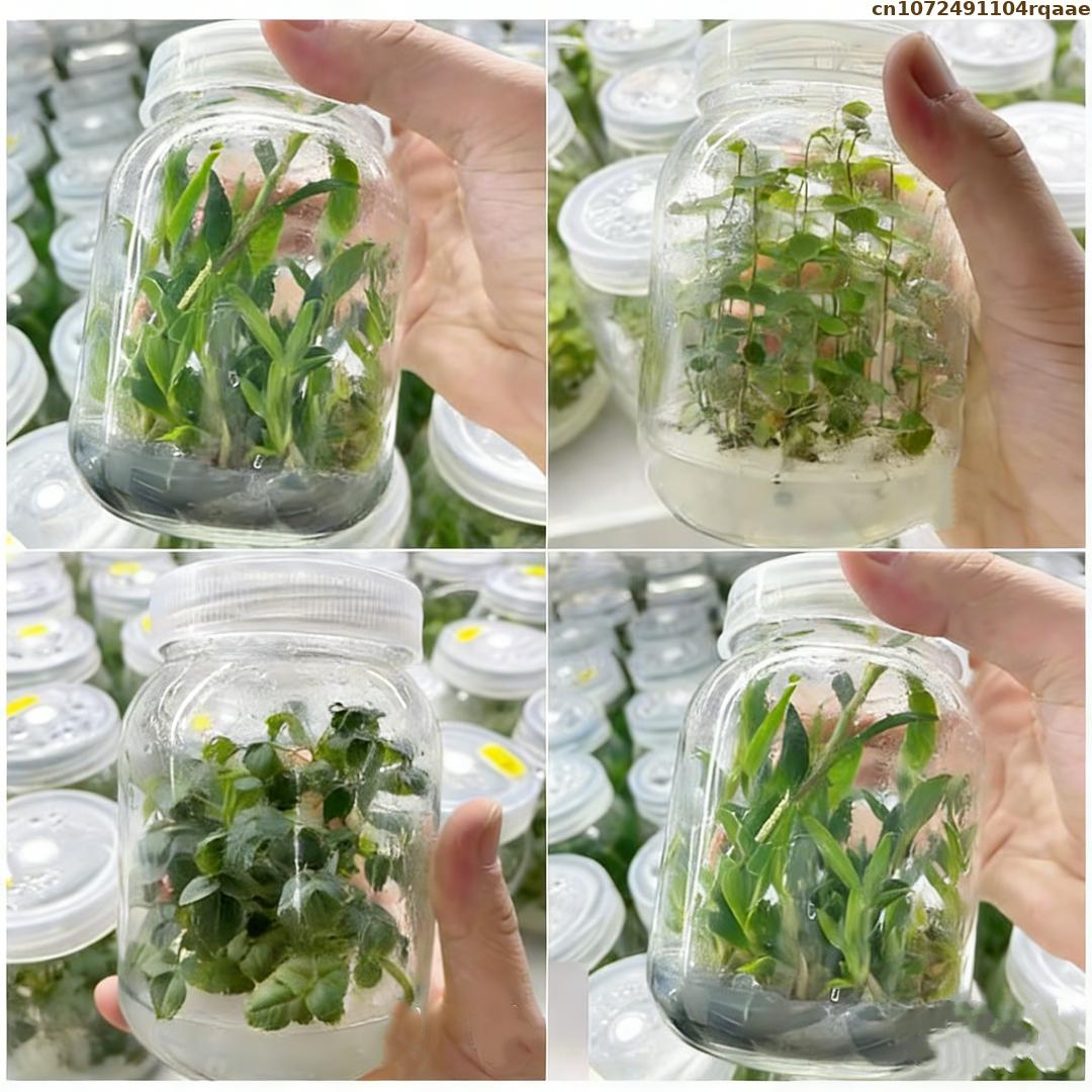 Wysokiej jakości agar w proszk – Agar Tissue Culture recenzja i cena