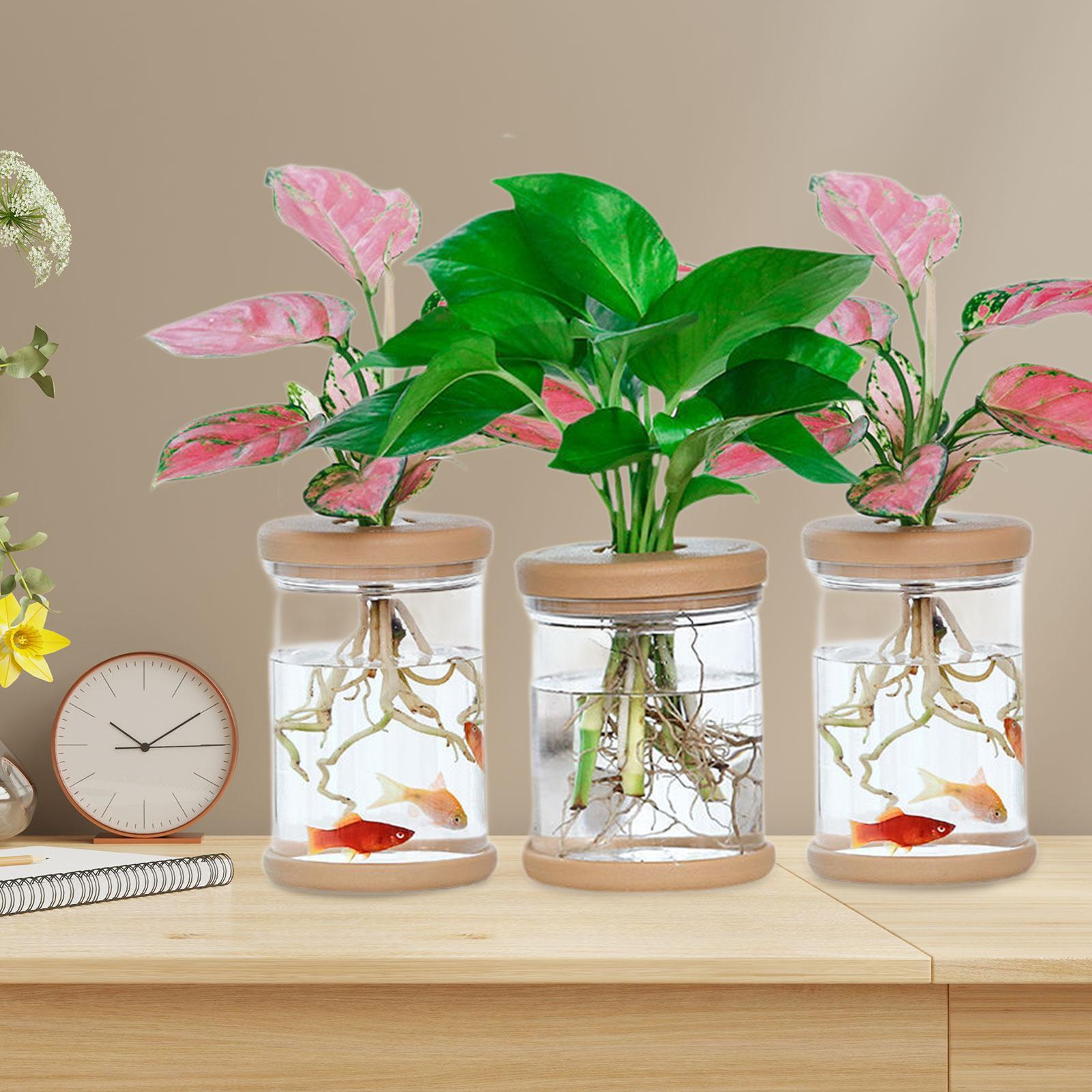 3 szt. Wazony hydroponiczne, d – Propagation Station Vase recenzja i cena