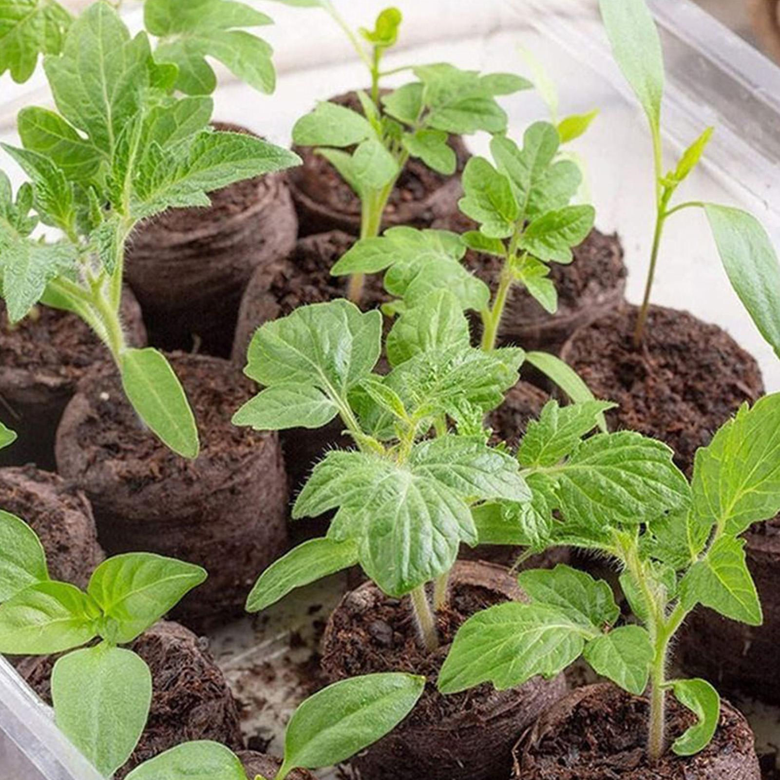 100 Sztuk Tacek z Mieszanką do – Peat Pellet Tray recenzja i cena