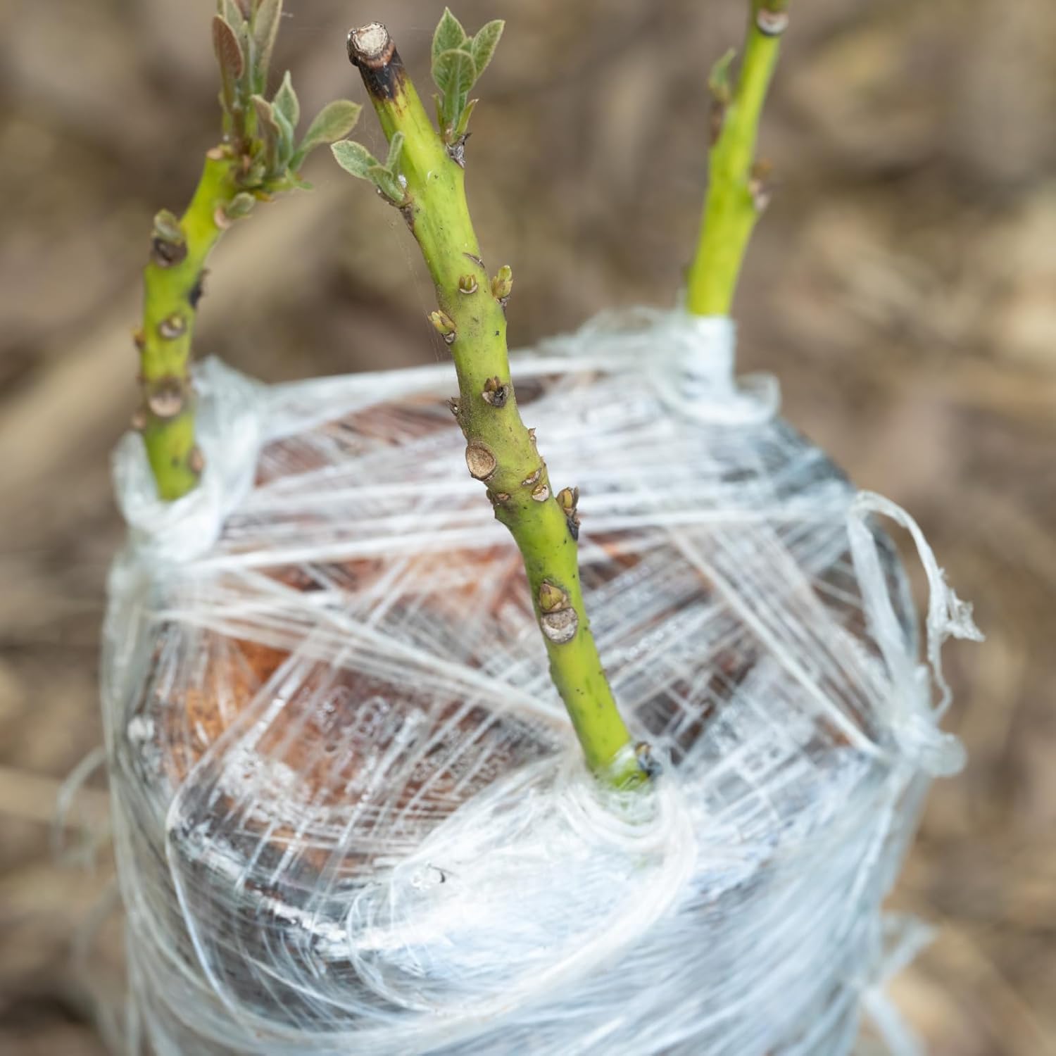 Ekologiczna, biodegradowalna t – Rooting Hormone Powder recenzja i cena
